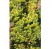 Macierzanka cytrynowa ‘Aurea’ (Thymus citriodorus) 